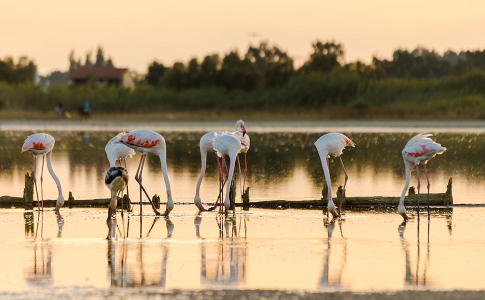 Flamingos in wetlands area Tigaki.