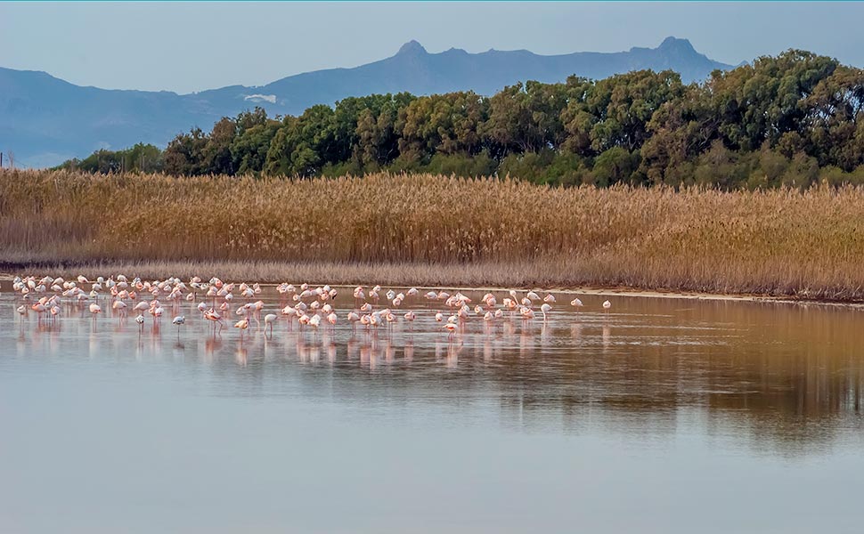 Psalidi wetlands.